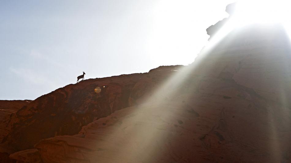 Wildlife can be spotted throughout Nevada. In this image, a Bighorn sheep at Valley of Fire State Park. Photo by Sydney Martinez