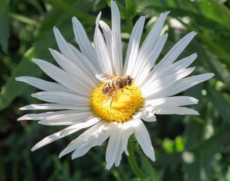 Photo by Tanja Musselman‎. An Earth Day Celebration of Pollinators happens Sunday at the historic Foreman-Roberts House Museum. 
