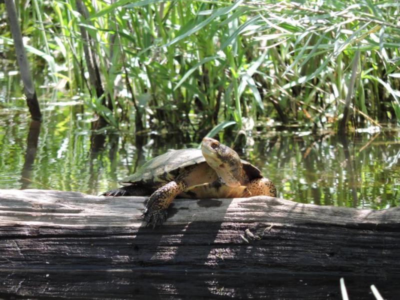 Pond Turtles are among 300 native animal species that make wetlands their home.