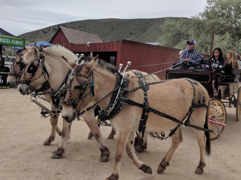 Mule rides were quite the thrill during the event.