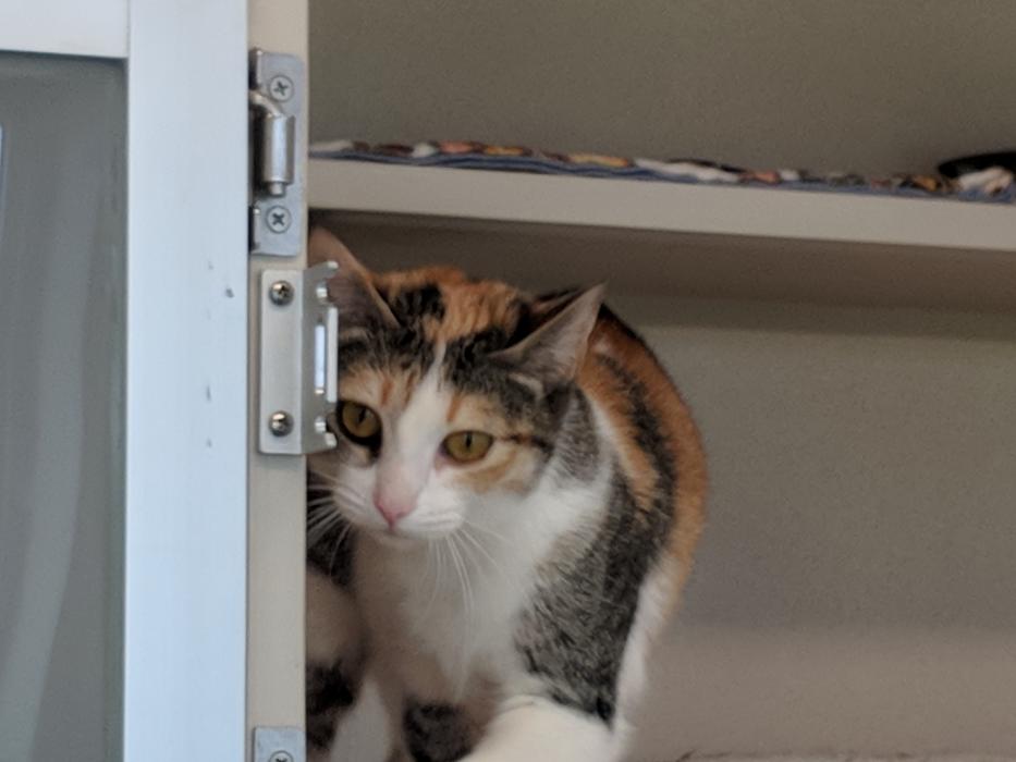 Billie Jean (female) is up for adoption.