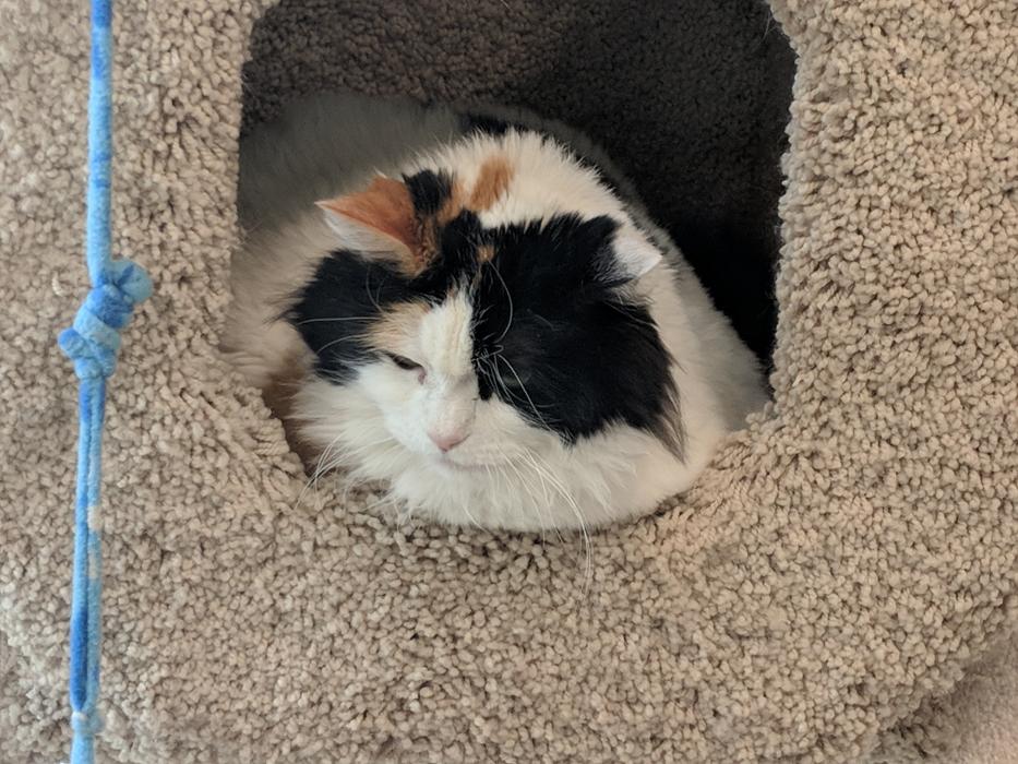 Patches (female) was out and about during the day.