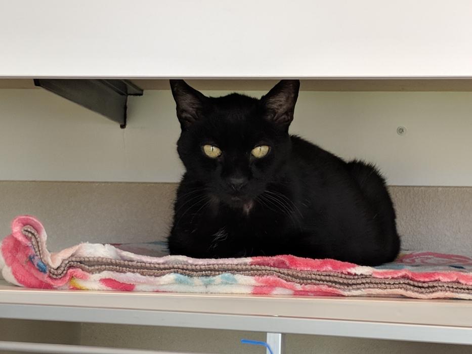 Bugaloo (male) was brought to the Carson City shelter as a stray cat.