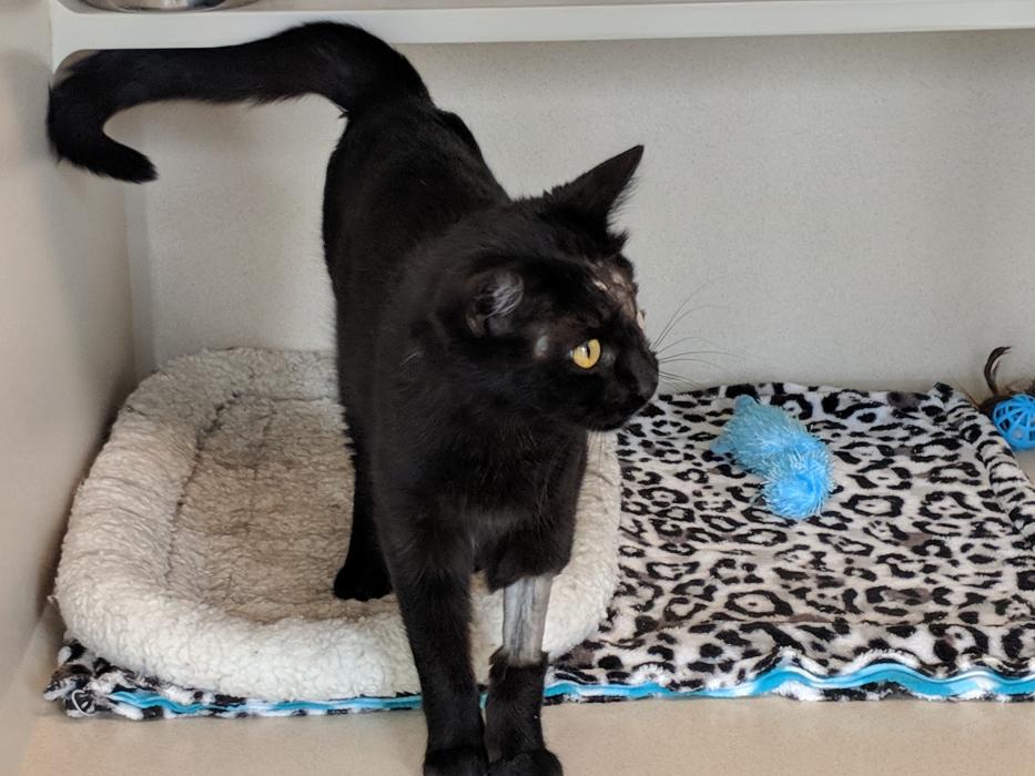 Leela (female) was rescued and healed by the Nevada Humane Society.