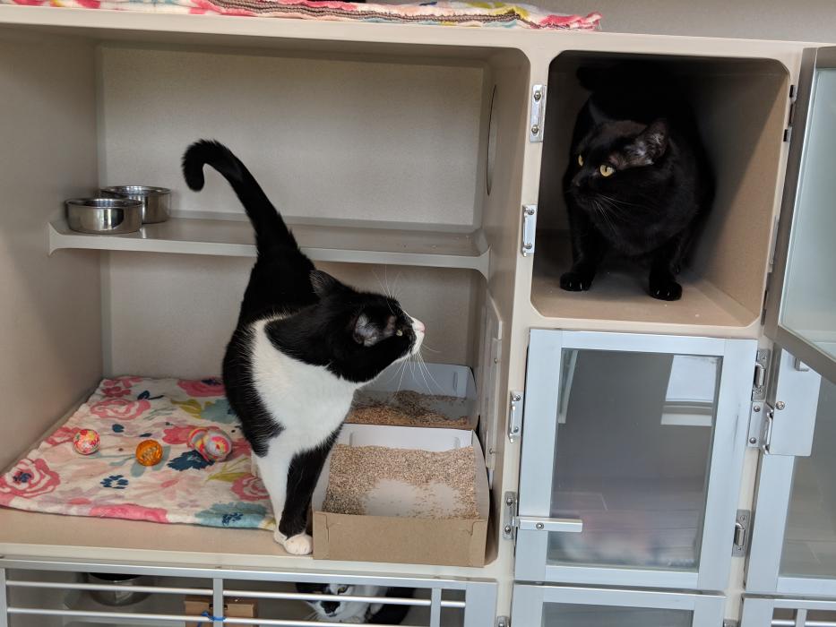 Mickey (left, male) and Lucky (right, male) are a pair of owner surrender cats brought to the Carson City shelter.