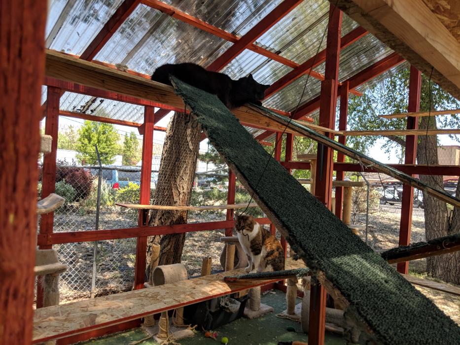 Cats get to lay outside in a cage-free environment.