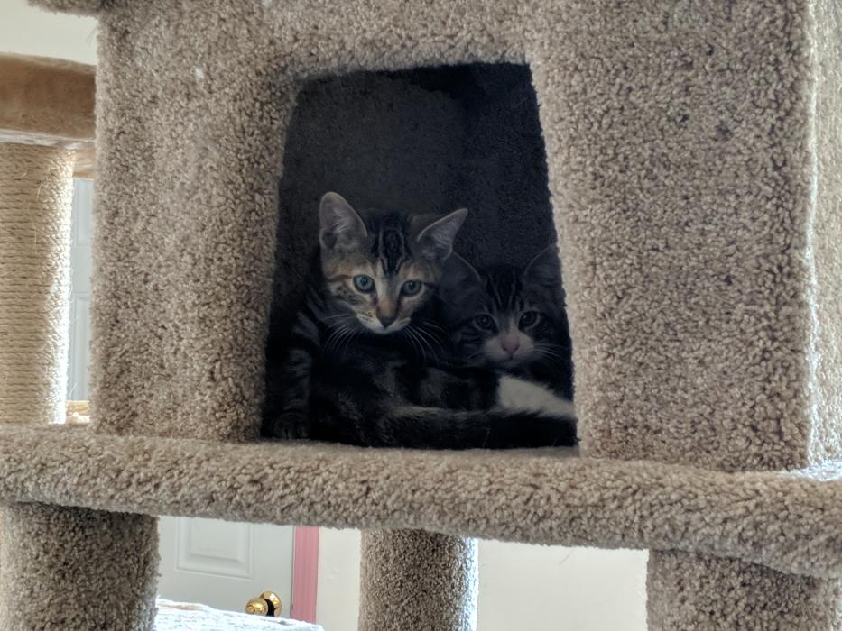 More than 30 cats and kittens are still up for adoption.