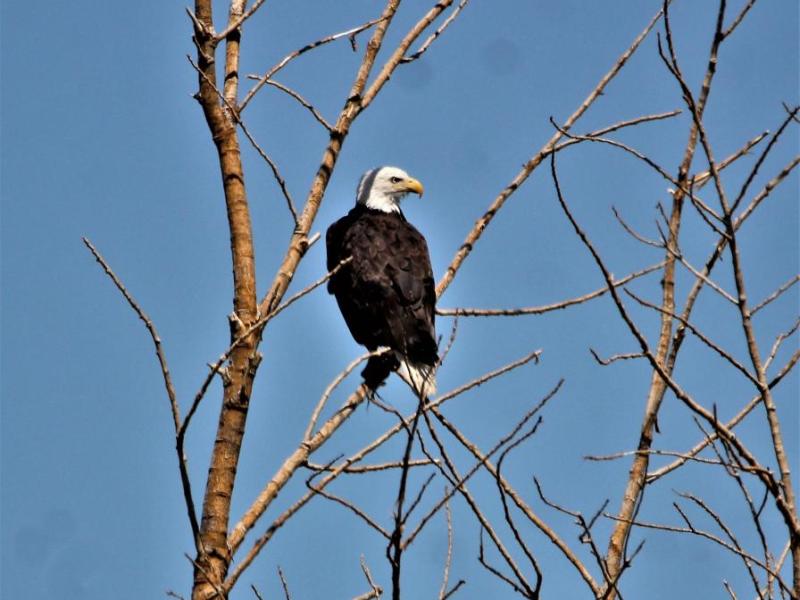 Photos by Brett Fisher. A Bald Eagle made a Fourth of July appearance at Washoe Lake Thursday.