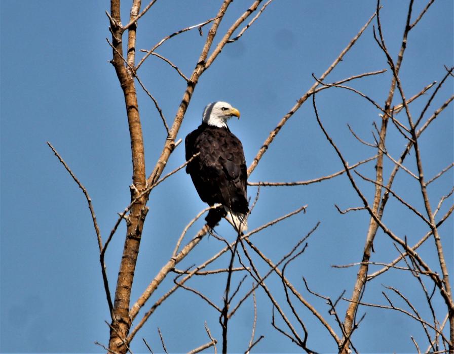 Photos by Brett Fisher. A Bald Eagle made a Fourth of July appearance at Washoe Lake Thursday.