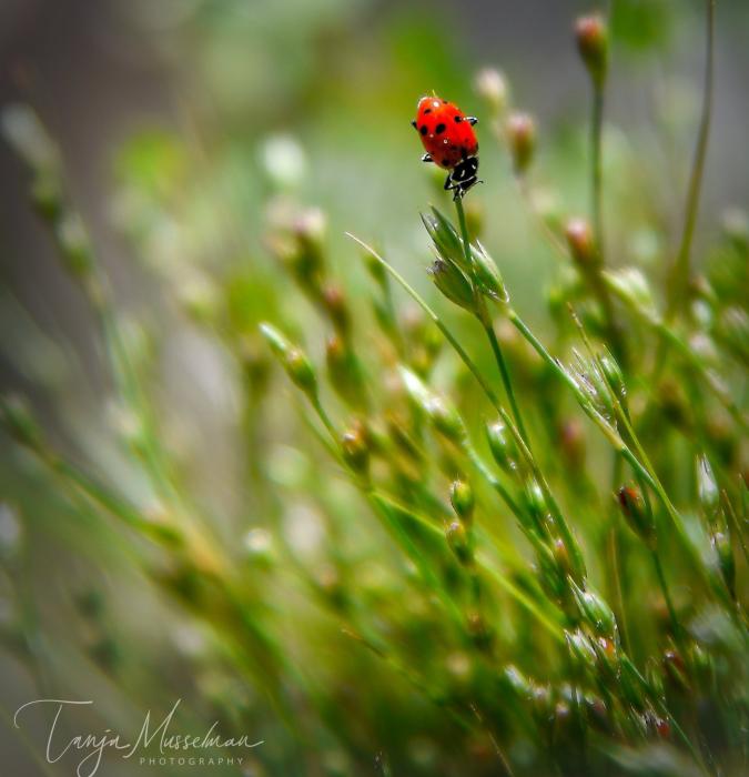 Photo by Tanja Musselman
