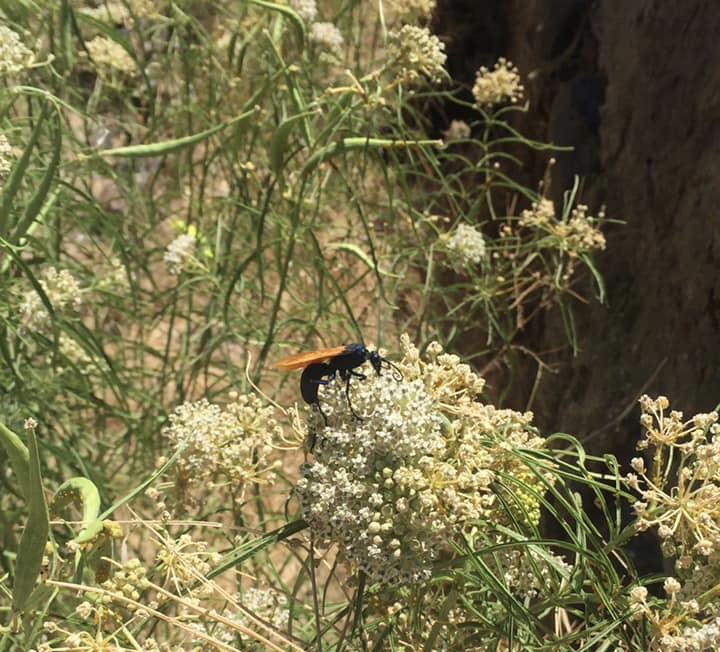Photo courtesy of Dayton State Parks