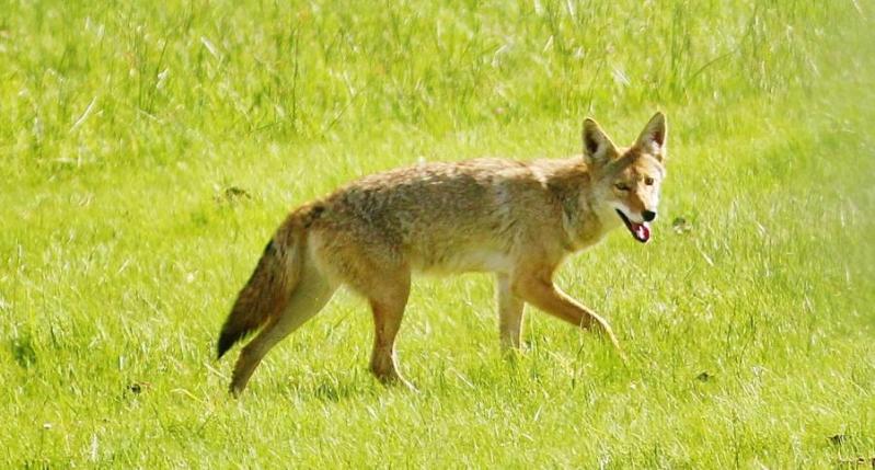 A young coyote on The Silver Saddle Ranch in morning light