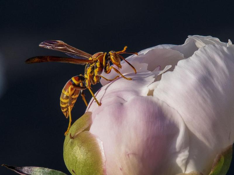 "Wasp” by Trent Pitsenbarger won first place