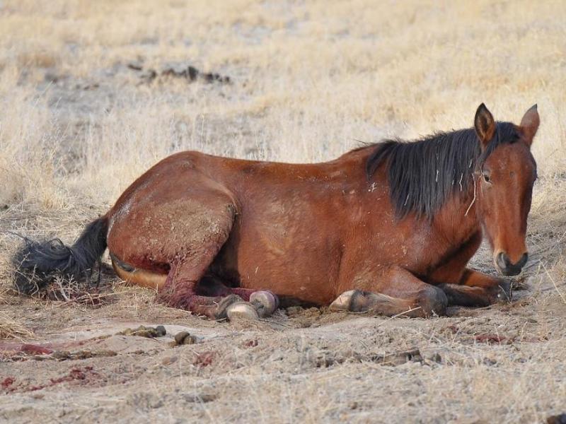 This Virginia Range mare was euthanized after she was hit by a car on Arrowhead Dr.