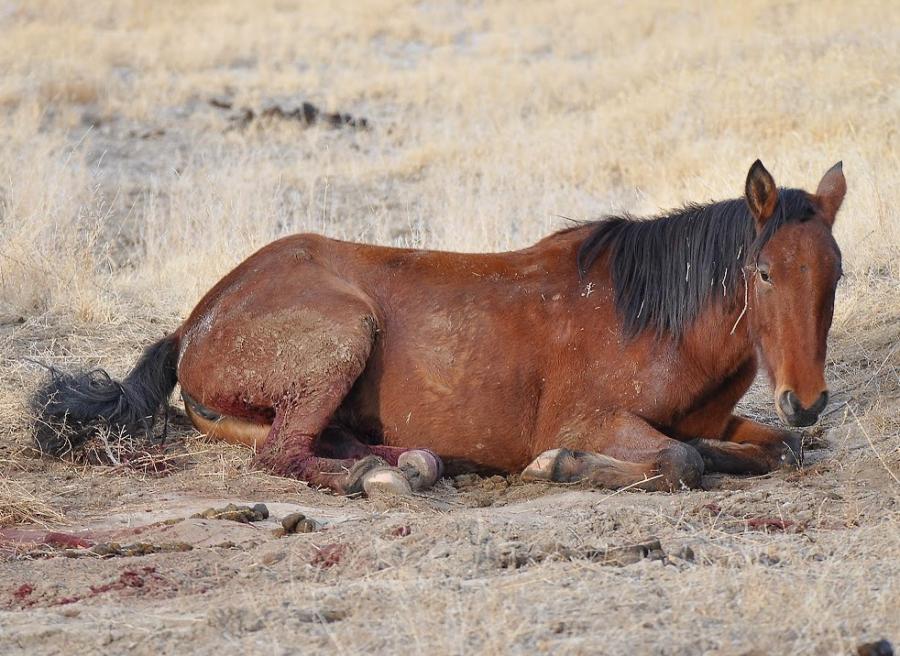 This Virginia Range mare was euthanized after she was hit by a car on Arrowhead Dr.