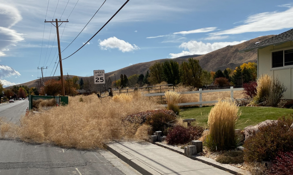 Mountain Street Tumbleweeds on October 19