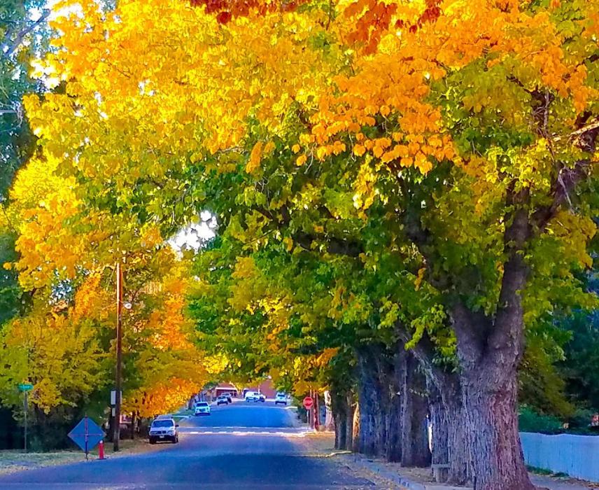 Photo by Brett Fisher. Fall colors are really kicking in around Carson City.