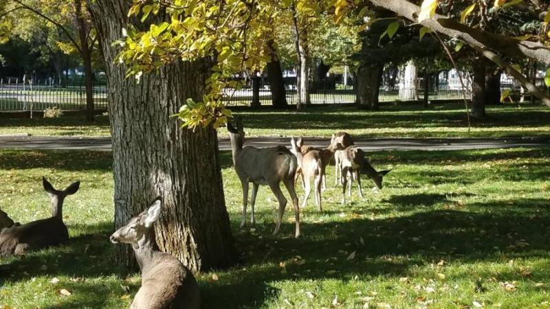 Deer
