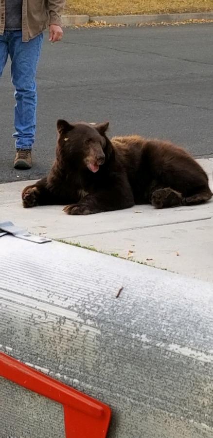 Bear after being sedated