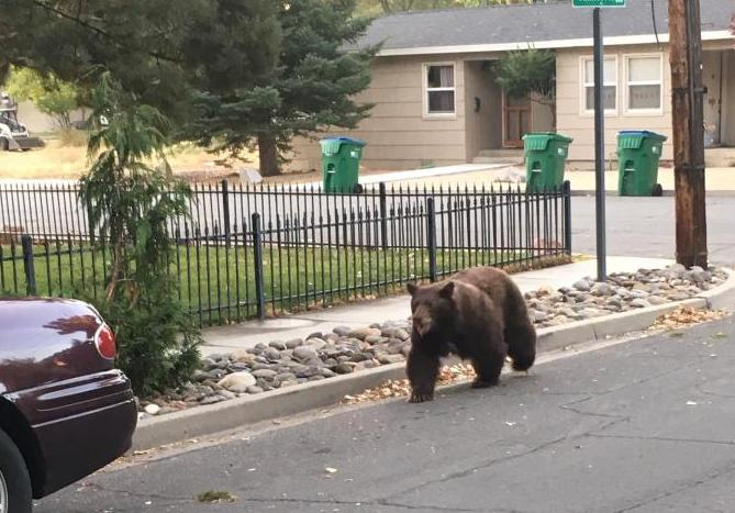 Bear at 6th and Minnesota.