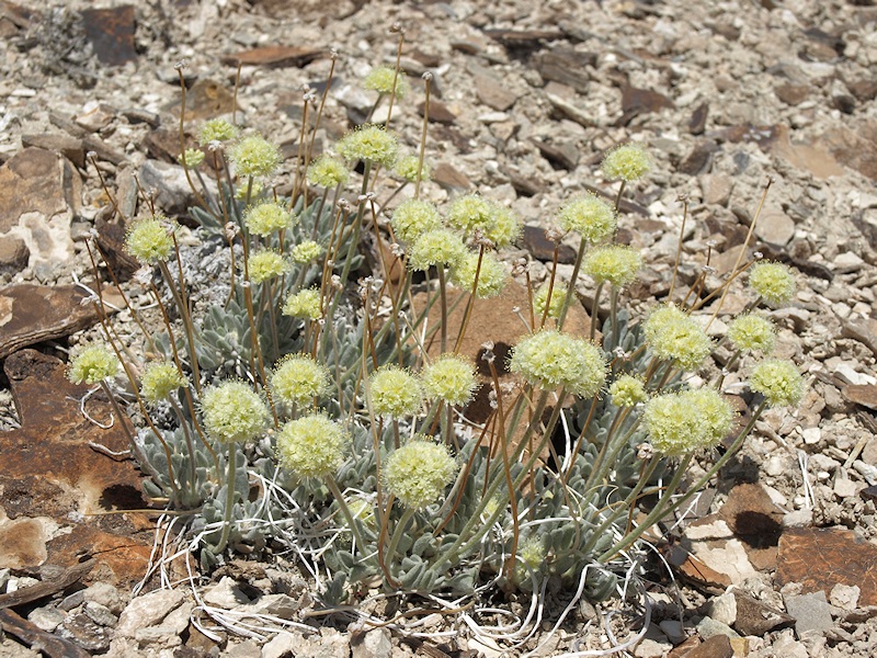 This unique species of desert wildflower has not been found anywhere else in the world.