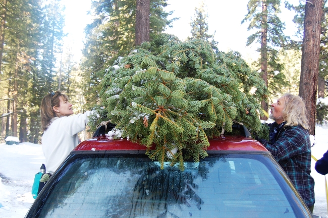 Securing a Christmas tree in time for the holiday season. Photo by Susie Kocher