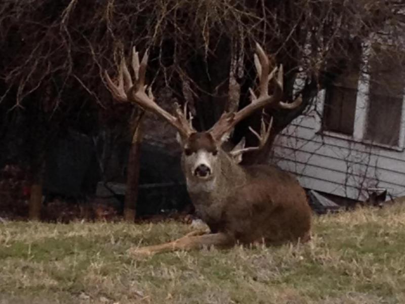 A buck enjoys a seat on a fall afternoon in Carson City.