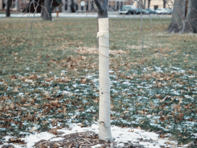 USU Extension Forestry photo
