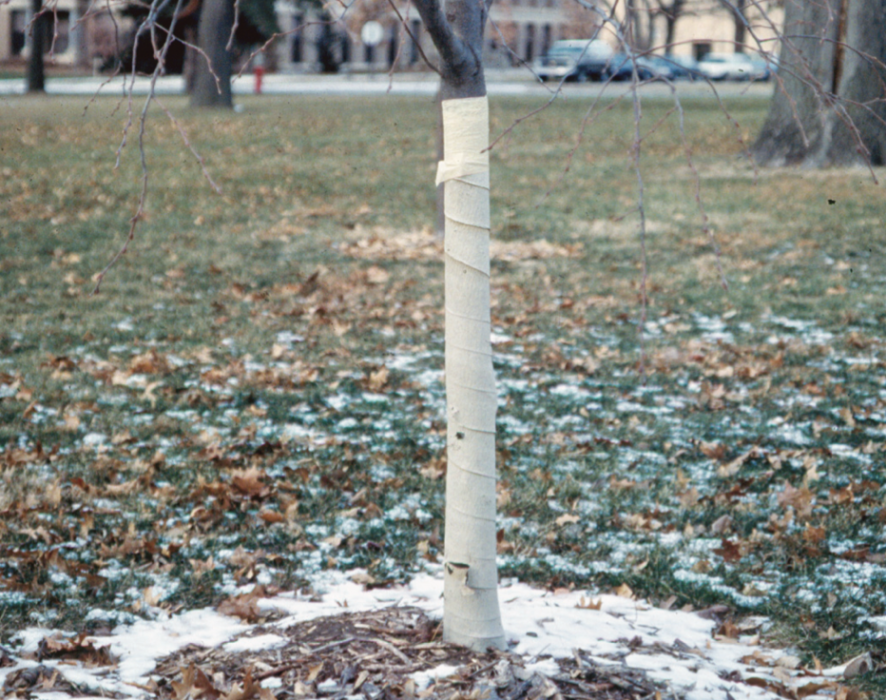 USU Extension Forestry photo