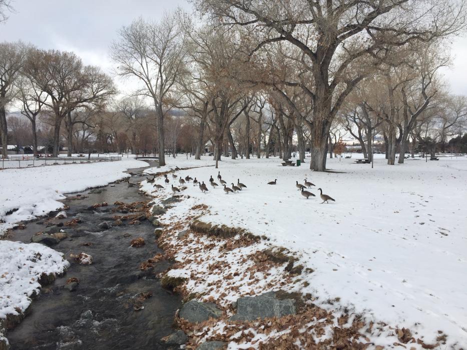Ducks along the stream at Mills Park. Photo by Jeff Munson