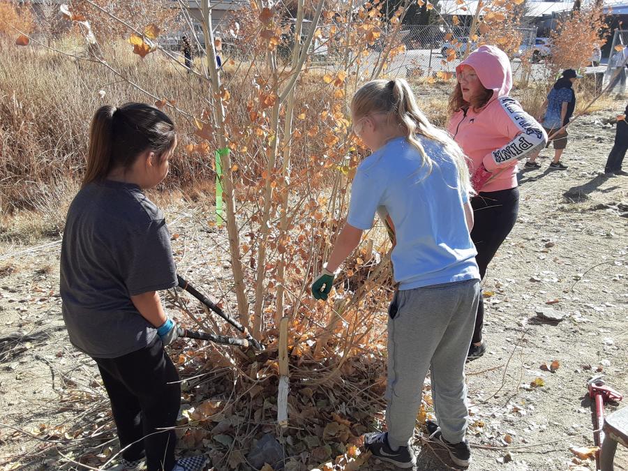 Students trim back trees.