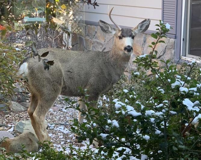 A repeat visitor to my yard.