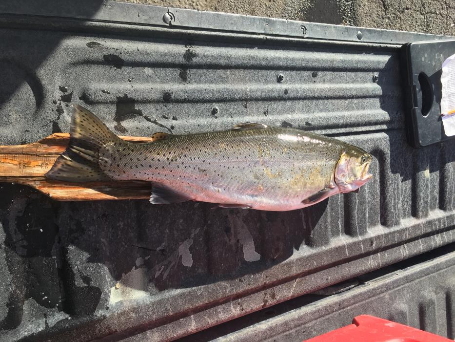 The fish was 23-1/4 inches long.