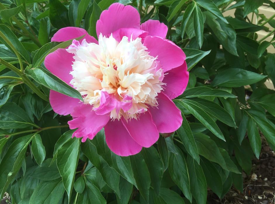 A peony is an example of a rhizome. JoAnne Skelly photo