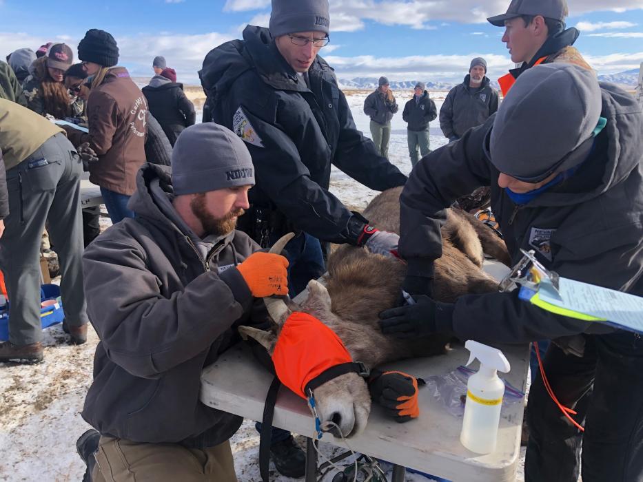 22 bighorn sheep will be moved to Pyramid Lake. Photos by Ashley Sanchez, NDOW