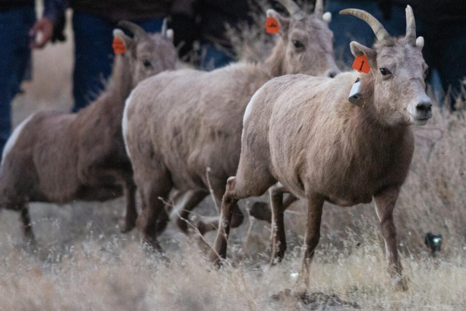 Three ewes are released on the Pyramid Lake Paiute Tribe’s land (Photos by David Calvert)