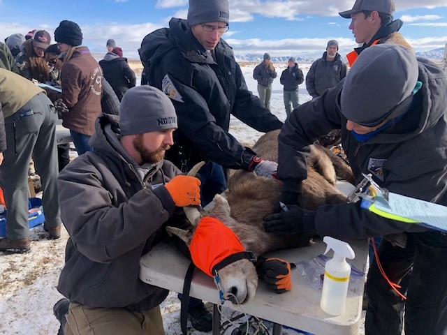 An ewe is examined at the staging area for the capture site northeast of Battle Mountain.