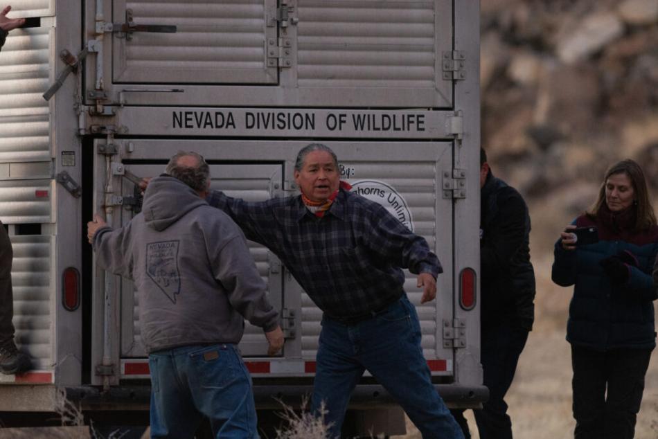 Alan Mandell, vice chairman of the Pyramid Lake Paiute Tribe opens a trailer to release bighorn sheep.