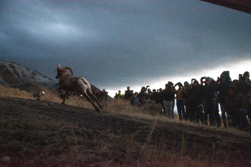 As the sun recedes, a ram bolts east toward the mountains on the Pyramid Lake Paiute Tribe’s land on Jan. 13, 2020.