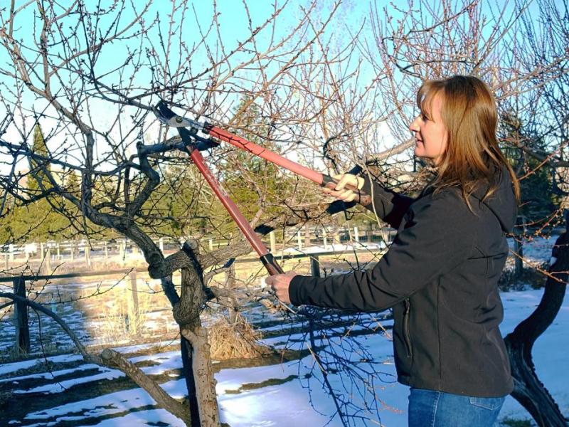 University of Nevada Cooperative Extension photo