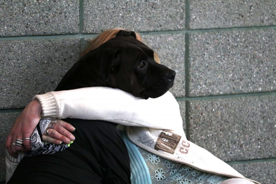 Homeless pet receives veterinary care during recent Reno, Nev. wellness clinic.