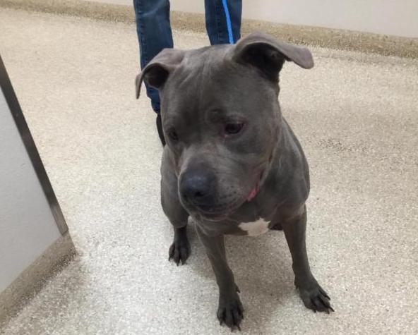 Hoolie is a six-year-old American Pit Bull Terrier