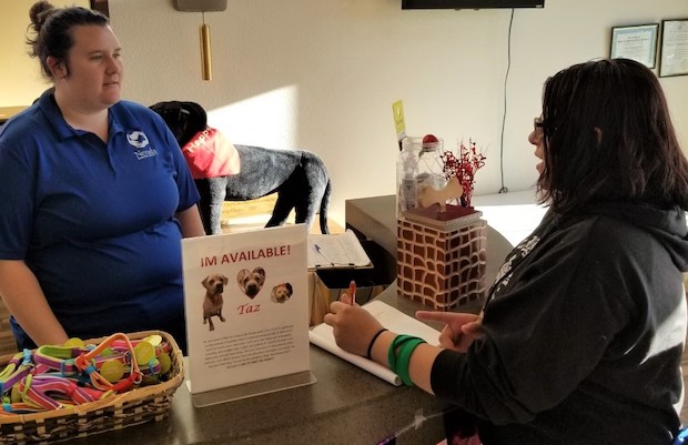 CHS senior Destiny Hernandez works with Nevada Humane Society for her Senior Project.