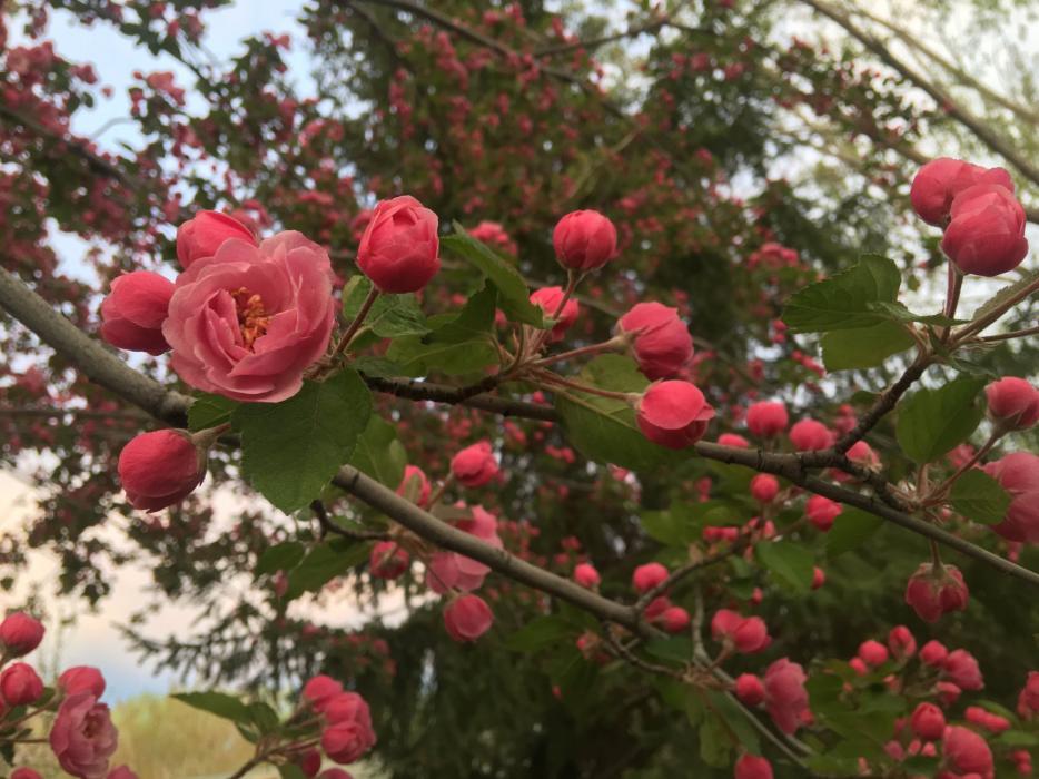 Spring has sprung! Photo by Tanja Musselman