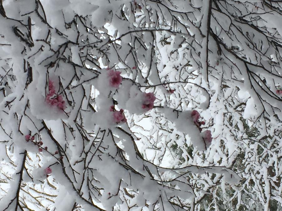 Eric Graul took this photo in the area of Timberline on Sunday morning.