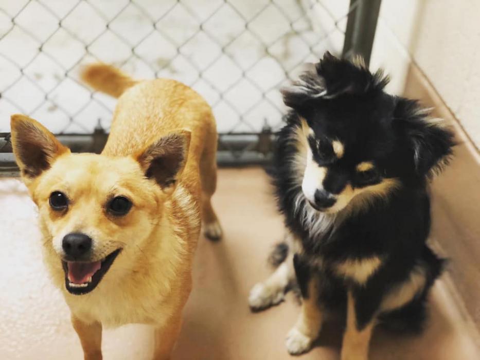 The Nevada Humane Society's Carson City shelter is currently open and fully operational.