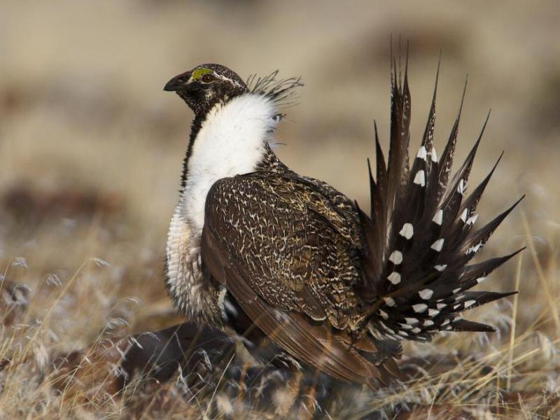The birds use a variety of sagebrush habitats on private, state and federal lands.
