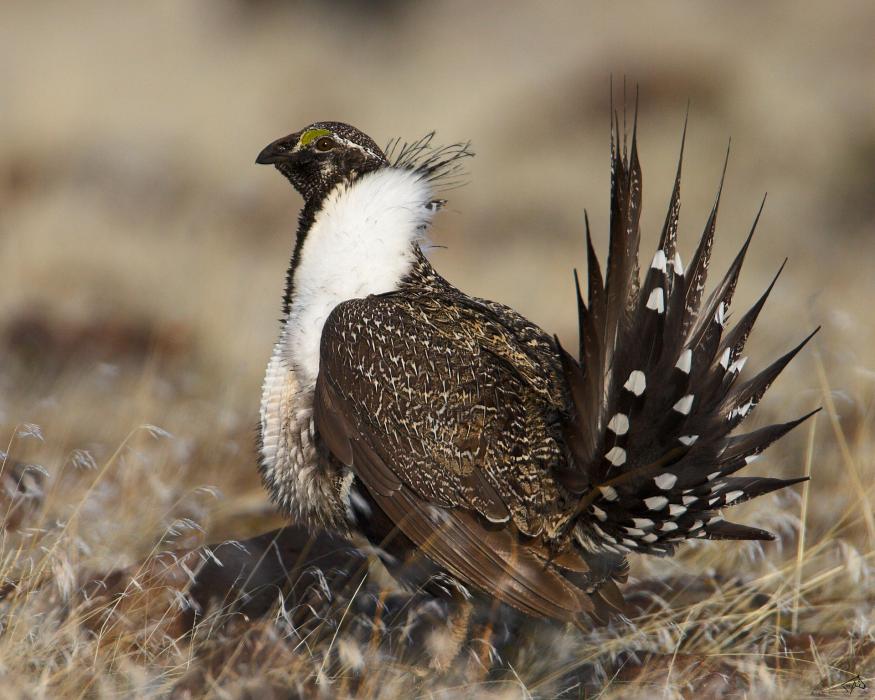 The birds use a variety of sagebrush habitats on private, state and federal lands.