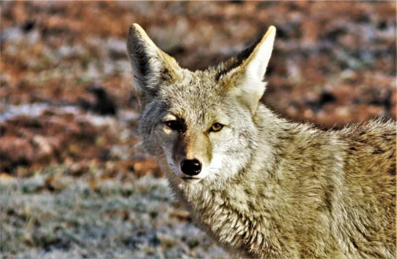 Coyote at Silver Saddle Ranch