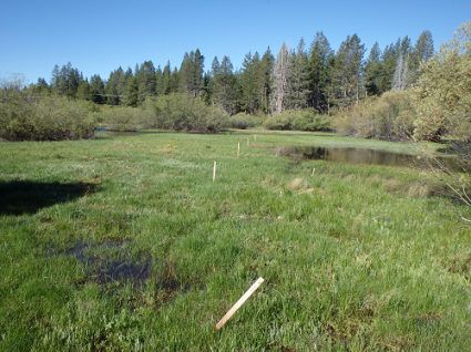 Trout Creek Meadow where the elevated boardwalk and bridge will be built. Photo from CTC.
